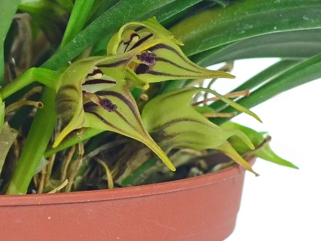 Masdevallia murex (Masdevallia)