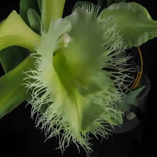 Rhyncholaeliocattleya digbyana (Rhyncholaeliocattleya)