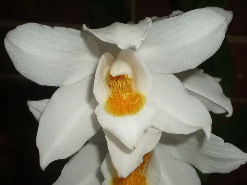 Coelogyne Mooreana 'Wild One'