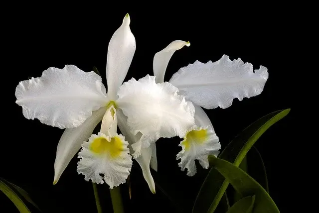 Cattleya lueddemanniana var alba (Cattleya)