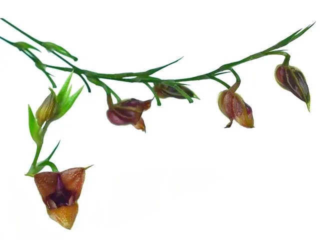 Scaphosepalum odontochilum (Scaphosepalum)