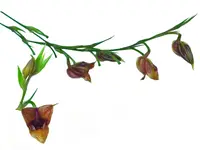 Scaphosepalum odontochilum