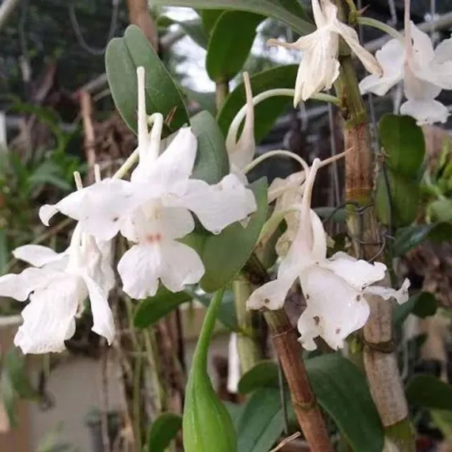 Dendrobium virgineum (Dendrobium)