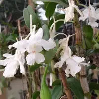 Dendrobium Virgineum