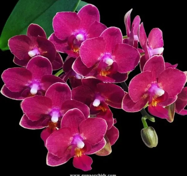 Phalaenopsis Happy Star