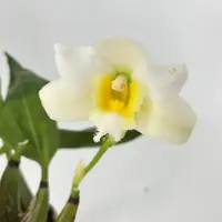 Bifrenaria harrisoniae 'alba' — Raritäten - blühfähige Pflanzen