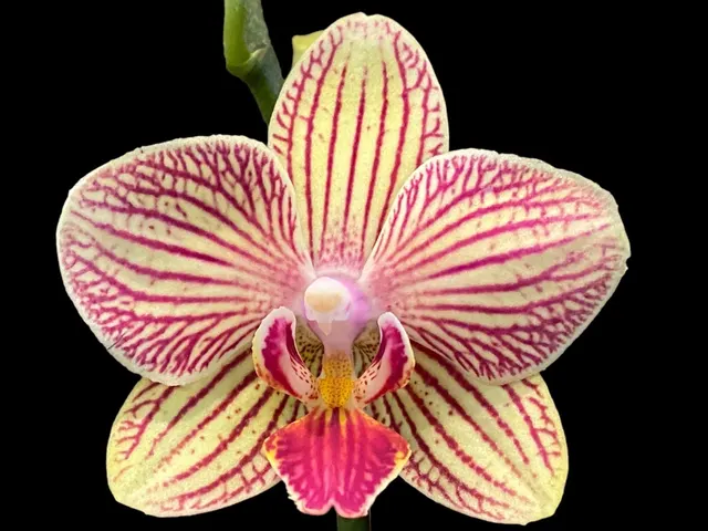 Doritaenopsis I-Hsin Sun Beauty