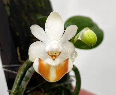 Phalaenopsis lobbii (Phalaenopsis)