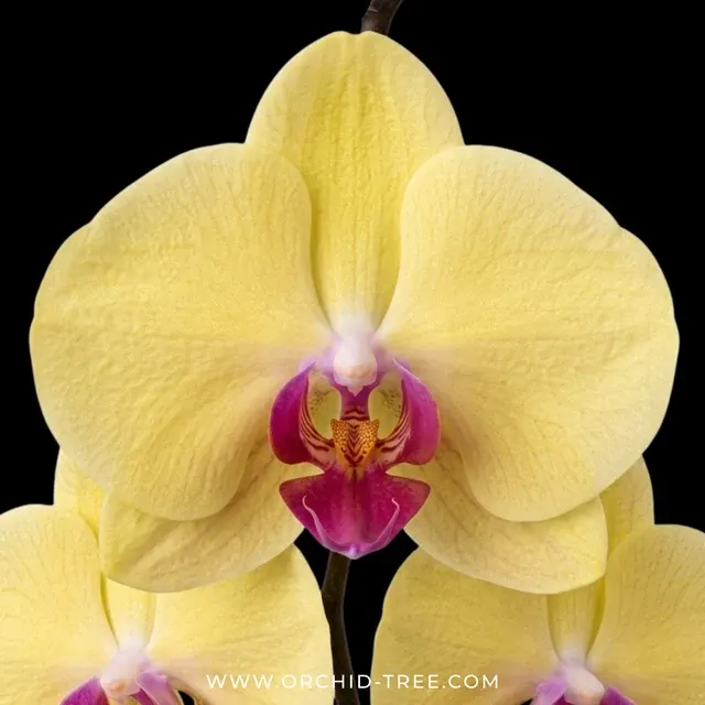 Phalaenopsis Beauty Butterfly (Phalaenopsis)