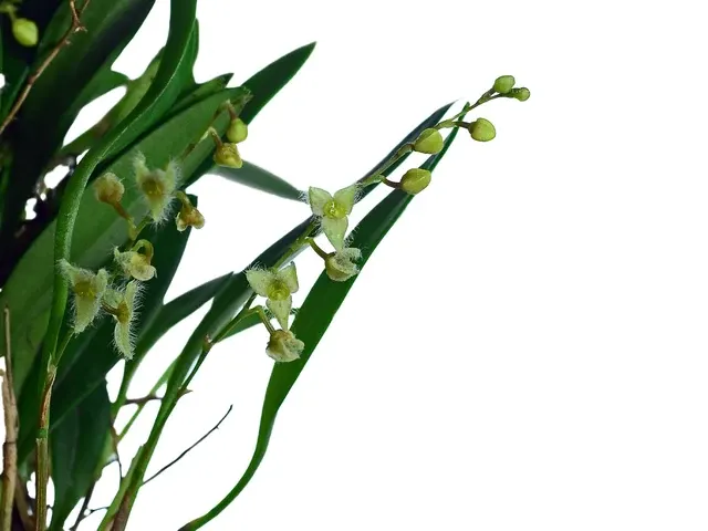 Stelis guianensis var (Stelis)