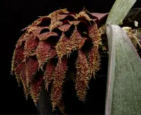 Bulbophyllum phalenopsis