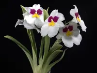Miltoniopsis Herrealexandre