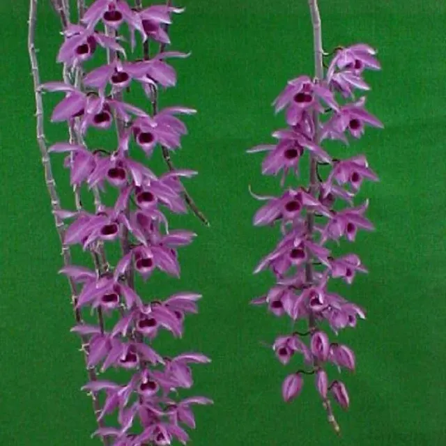 Dendrobium anosmum from (Dendrobium)