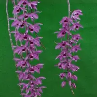 Dendrobium anosmum from South Thailand