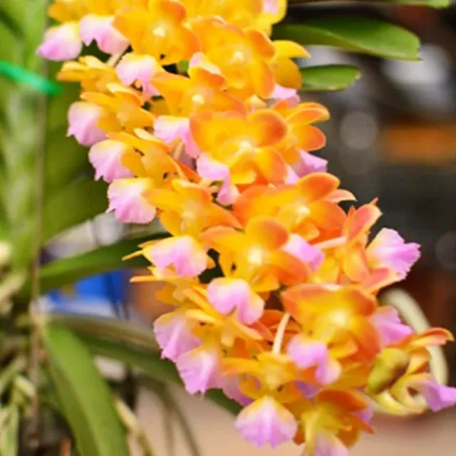 Vanda Perreiraara Bangkok Star