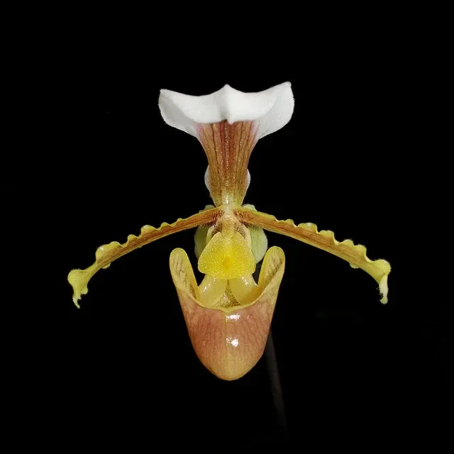 Paphiopedilum barbigerum 'xsib' (Paphiopedilum)