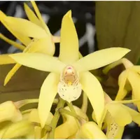 Den. Sunny Kalapana ‘808 Orchids’