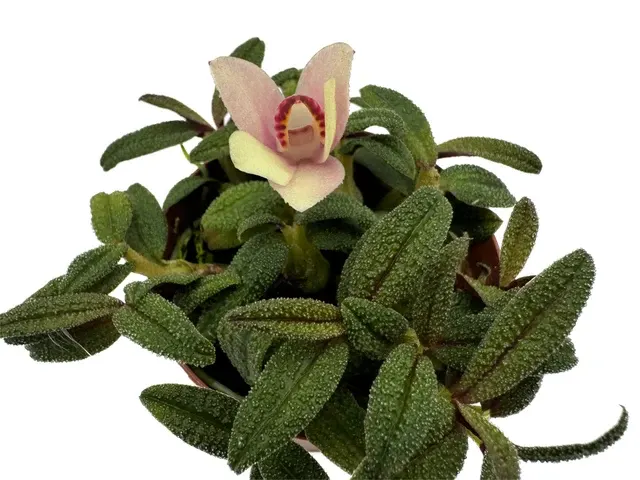 Dendrobium cuthbertsonii f xanthina