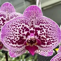 Phalaenopsis Fuller's Pink Swallow 'RL' × (HF Purplefly × Yu Pin Fireworks) 2.5"