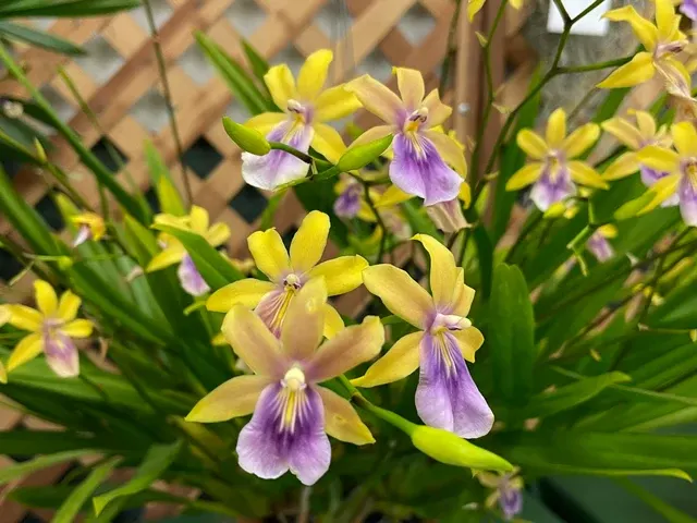 Miltonia regnellii 'Aurea'