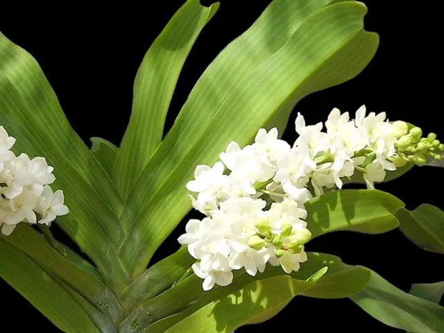 Rhynchostylis gigantea 'alba'