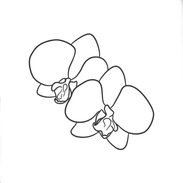 Rhyncholaeliocattleya Triumphal Coronation 'Seto'