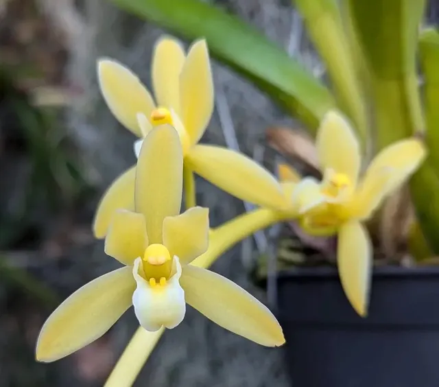 Cymbidium Hanalei alba x sib (Cymbidium)