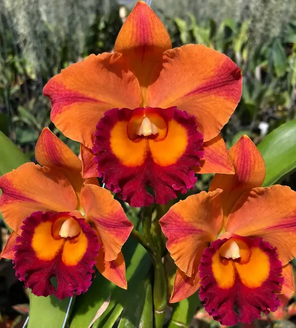 Cattleya Madonna Orange (Cattleya)