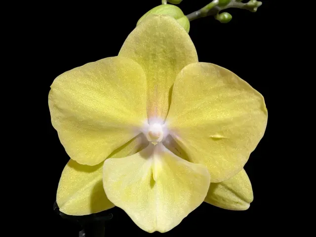 Phalaenopsis Tying Shin Melody × KS Big Johnson