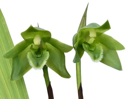 Sudamerlycaste locusta