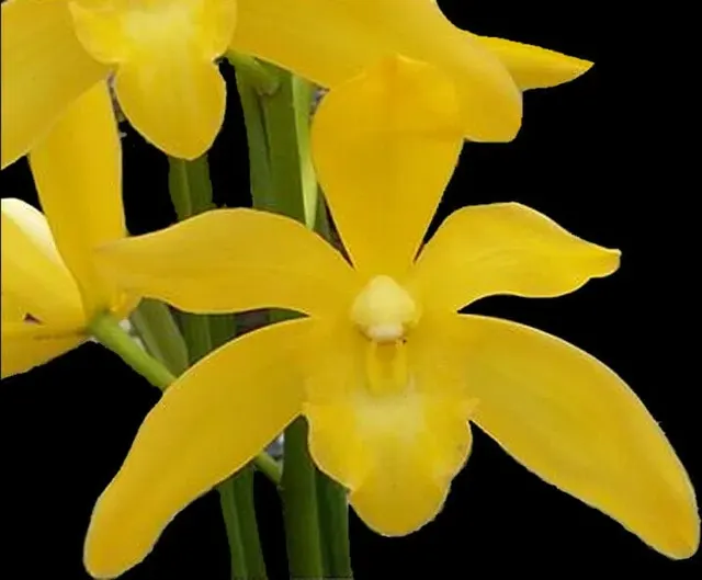 Cymbidium Golden Vanguard Emperor