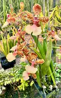 Trichocentrum jonesianum x Josephine