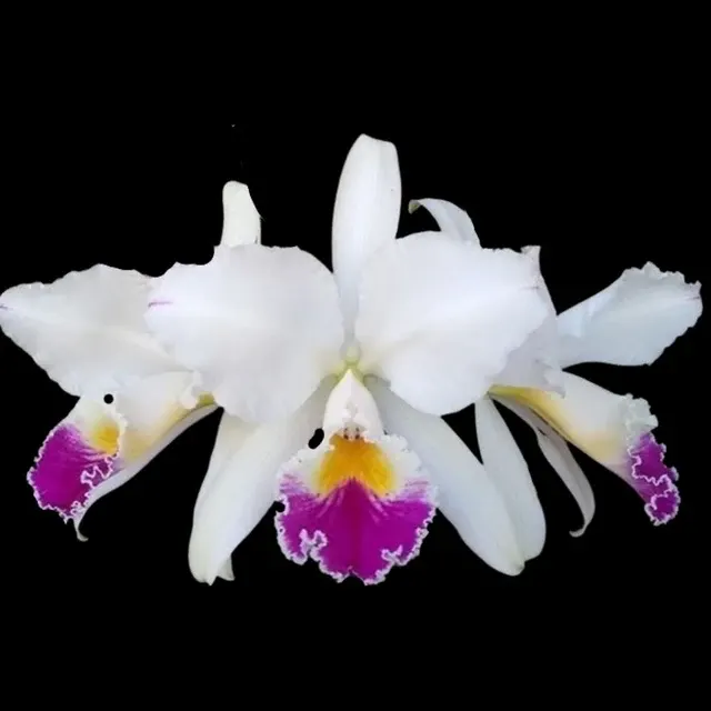 Cattleya jenmanii var semi alba (Cattleya)