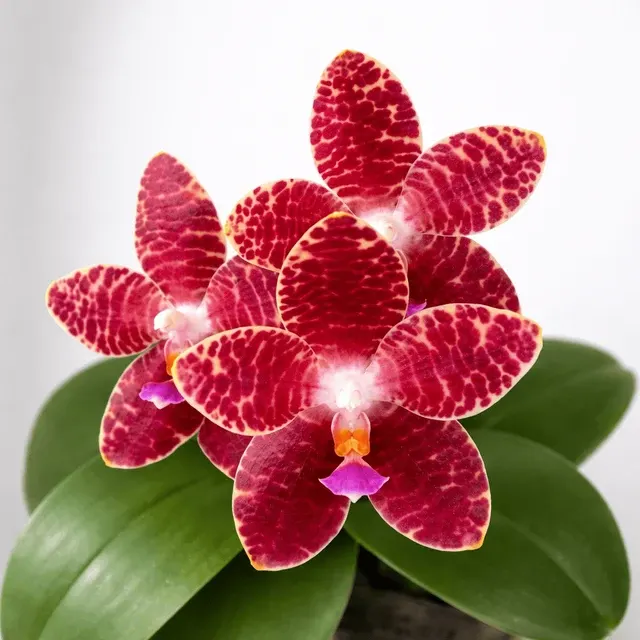 Phalaenopsis Yuanshan Girl '3046'
