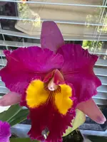 Rlc. Dick Smith 'Dark Beauty' large fragrant flowers — Not Currently In Bloom or Spike