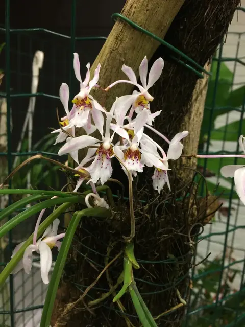 Holcoglossum wangii 'Big Plant'