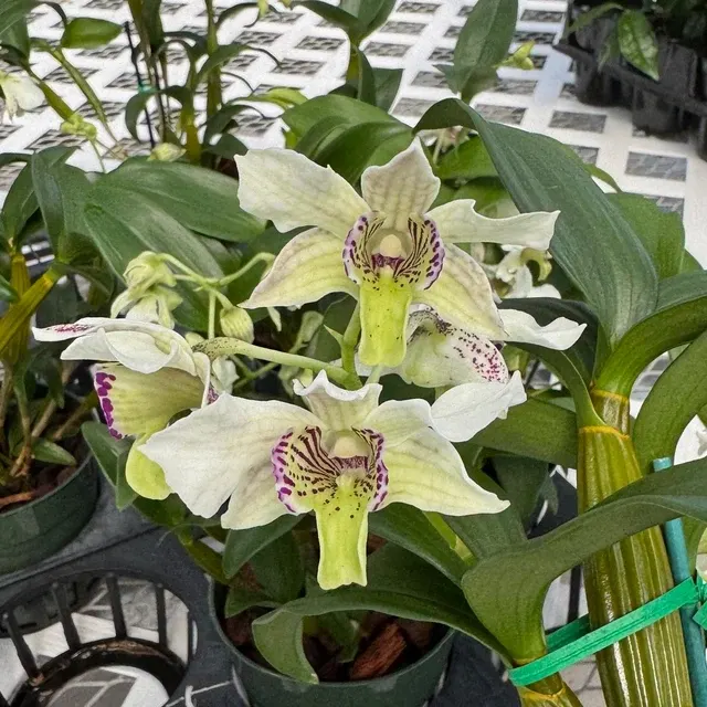 Dendrobium Royal Nora - OPEN BLOOMS