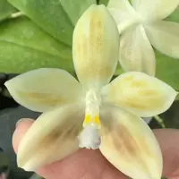 [Bare-root] Phal. javanica x tetraspis ‘blue’ [2.5“ BS][July in stock]