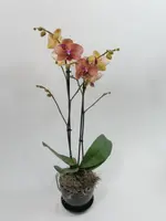 4" Double Stem Orange Phalaenopsis Orchid Plant in Black Ceramic Pot