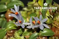 DENDROBIUM PARVULUM BLUE MICRO MINIATURE ORCHID SEEDLINGS MOUNTED