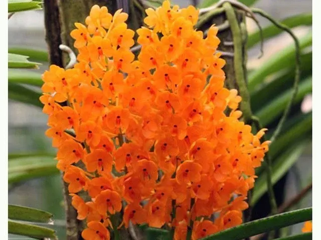 Ascocentrum miniatum 'Big Plant' (Ascocentrum)