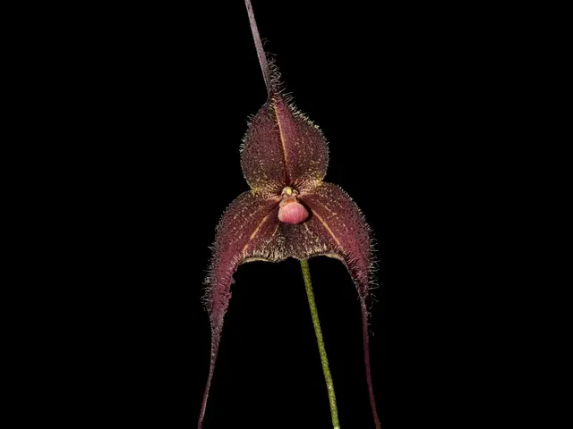 Dracula chiroptera (Dracula)
