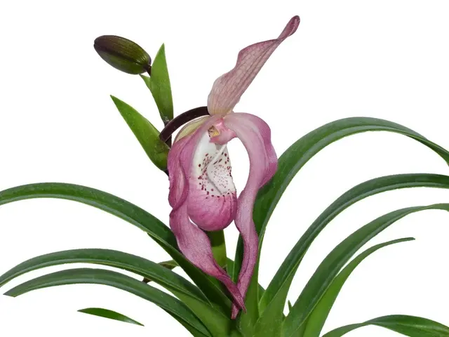 Phragmipedium Ramon de los Santos (Phragmipedium)