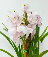 Cymbidium Plant - Pink