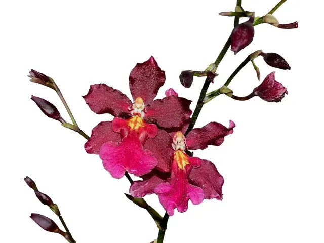Oncidium Guann Shin Sweetheart