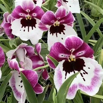 Miltonia Lila Fearneyhough 'Ethel' (Miltonia)