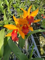 Cattlianthe Rubencito