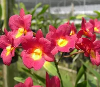Ctna. Why Not ‘Roundabout’ AM/AOS (4″ Pot)