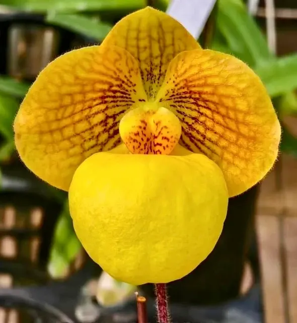 Paphiopedilum armeniacum x micranthum 'Super Cool'