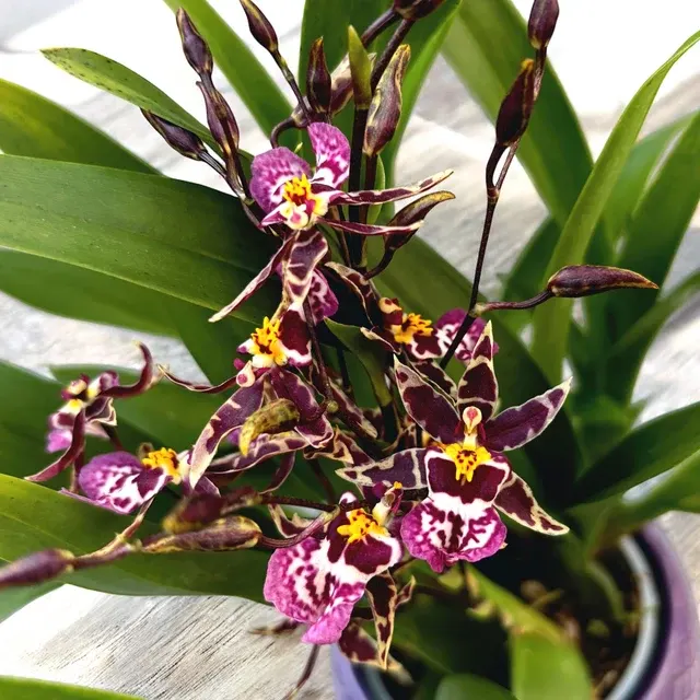 Oncidium Holm’s Wizard Purple - Exemplar XL